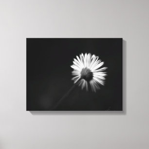 Verlegen witte daisy canvas print