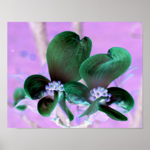 Verlichte Dogwood Bloesems Bloemen Poster