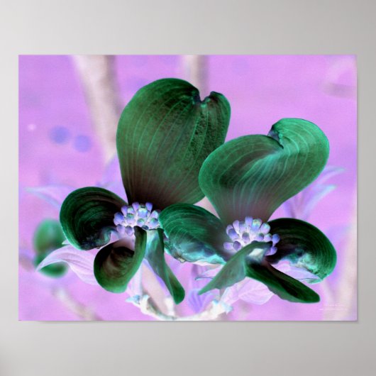 Verlichte Dogwood Bloesems Bloemen Poster (Voorkant)