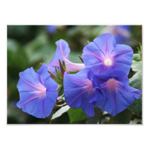 Verlichtingsblauwe blauwe ochtendgloriebloemen foto afdruk