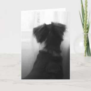 Verlies van een Dog Sympathiekaart Kaart