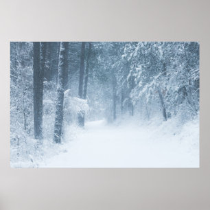 Verloren in een magisch bos poster