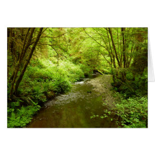 Verloren Man Creek I in Redwood National Park