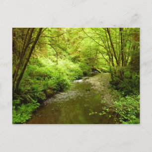 Verloren Man Creek I in Redwood National Park Briefkaart