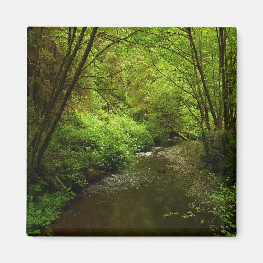 Verloren Man Creek I in Redwood National Park Magneet (Voorkant)