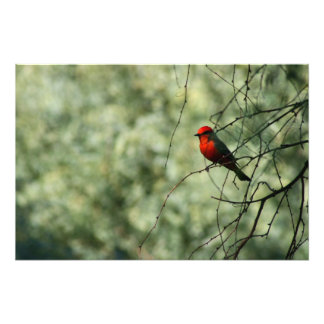 Vermilion Flycatcher Foto Afdruk
