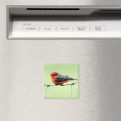 Vermilion Flycatcher - Magneet (Insitu (Vaatwasser))