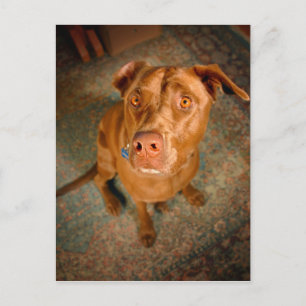 Verminderde chocolaat Lab Pit Mix Dog Briefkaart