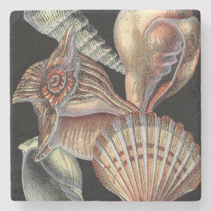 Verminderingen van het Zee Stenen Onderzetter