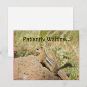 Vermiste Jonge Eekhoorn Op Een Steen Foto Op Maat Briefkaart (Voorkant / Achterkant)