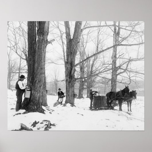 Vermont Maple Sugar Camp, 1906. foto Poster (Voorkant)