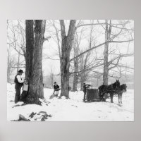 Vermont Maple Sugar Kamp, 1906. Oude foto