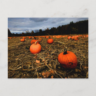 Vermont Pumpkin Patch Briefkaart