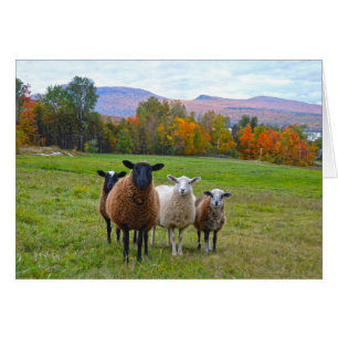 Vermont Sheep in het najaar