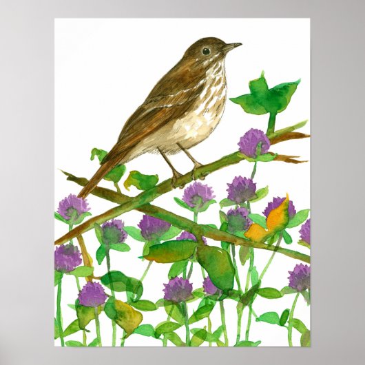 Vermont State Bird Hermit Thrush Clover Poster (Voorkant)