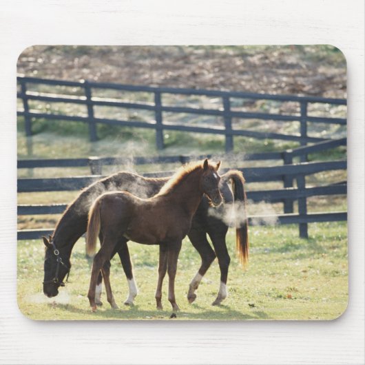 Vermont, Verenigde Staten Muismat (Voorkant)