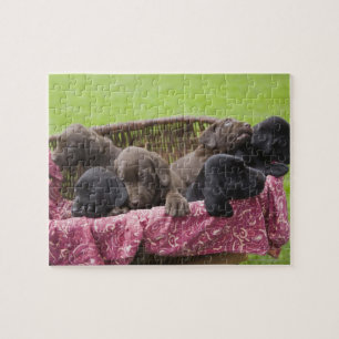 Verpakking van puppies voor het ophalen van labrad legpuzzel