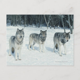 Verpakking van wolven aan de rand van het sneeuwbo briefkaart