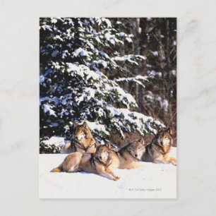 Verpakking van wolven in de winter briefkaart