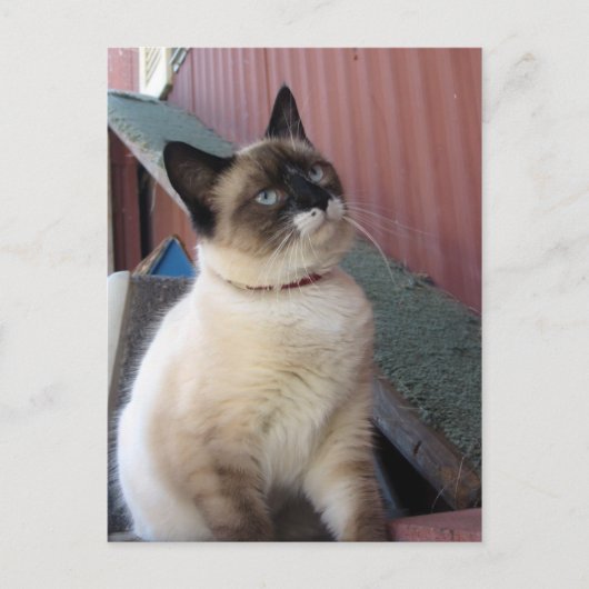 Verplaats de Snowshoe Briefkaart (Voorkant)