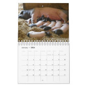 Verpleegmoeders Dier Kalender (Jan 2026)