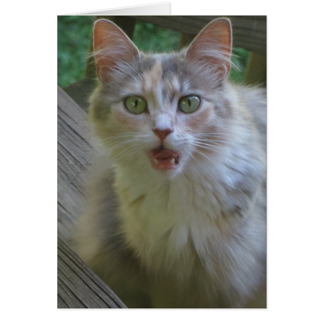 Verrassde kat (Voorkant)