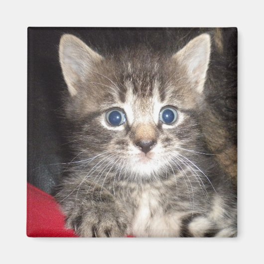 Verrassde Kitten Magnet Magneet (Voorkant)