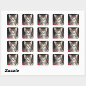 Verrassde Kitten stickers (Vel)