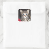 Verrassde Kitten stickers (Tas)