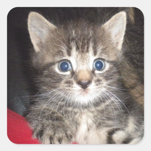 Verrassde Kitten stickers (Voorkant)