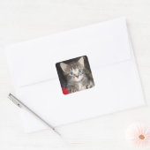 Verrassde Kitten stickers (Envelop)