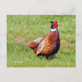 Verrassde Ring-Necked Pheasant in Grass Briefkaart (Voorkant)