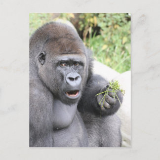Verrassende gorilla briefkaart