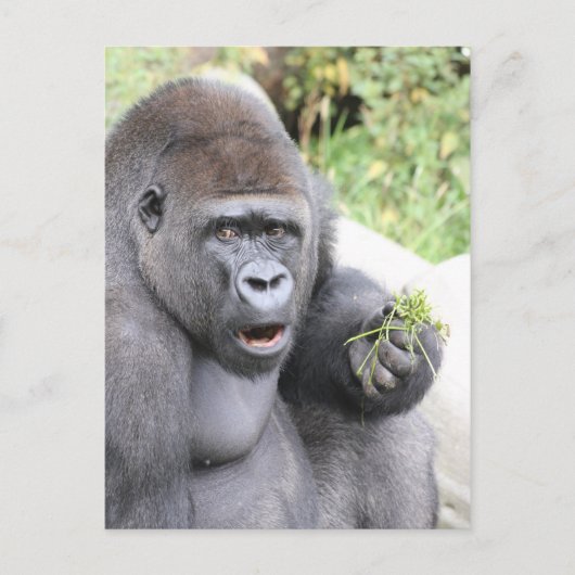 Verrassende gorilla briefkaart (Voorkant)