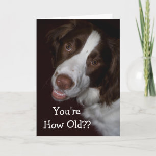 Verrast Engels Springer Spaniel Verjaardag Kaart
