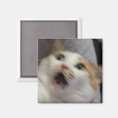 Verraste kat meme magneet (Voorkant / Achterkant)