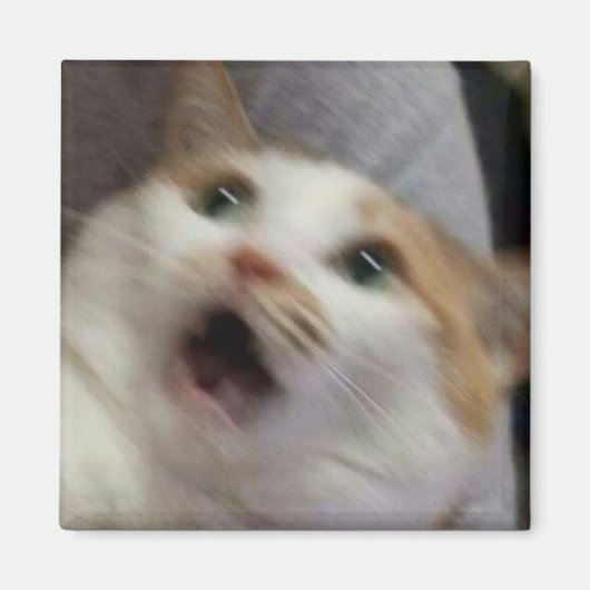 Verraste kat meme magneet (Voorkant)