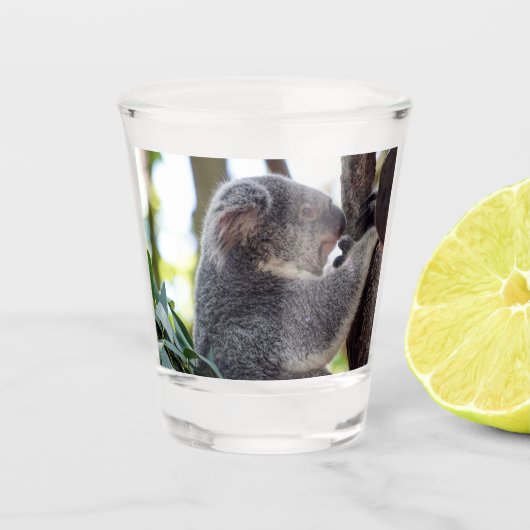 Verre à liqueur d'ours de koala (Devant)