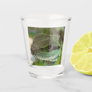 Verre A Shot Agama, lézard