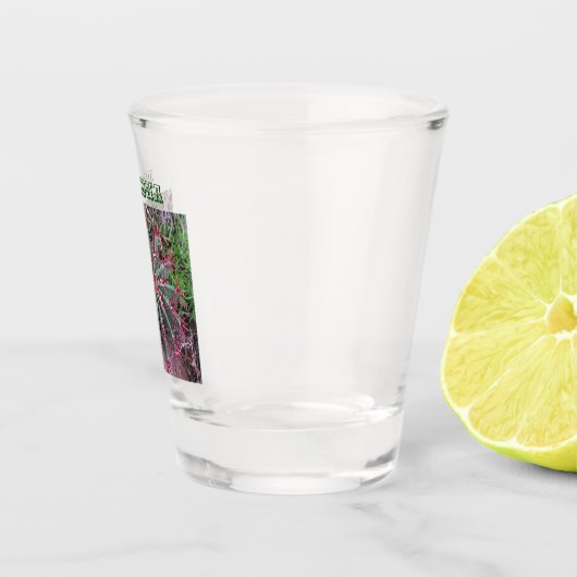 Verre A Shot Cactus Photo Baril Cactus Désert Plante Sud-ouest (Droite)