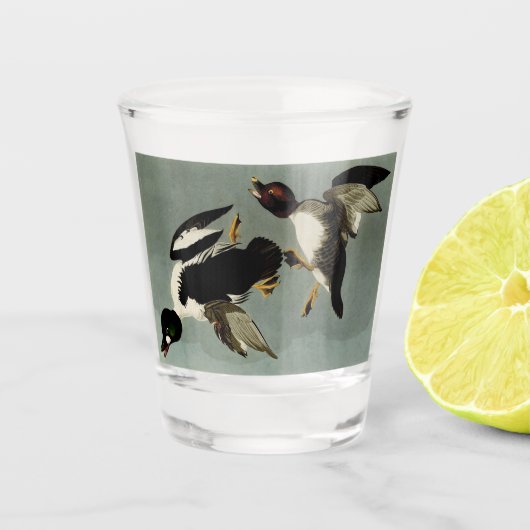 Verre A Shot Canard de mer à oeil doré (Devant)