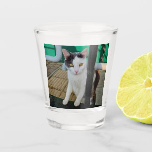 Verre A Shot Chat noir et blanc