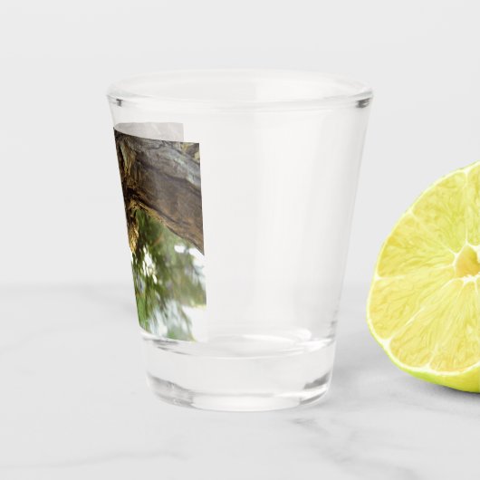 Verre A Shot Coquille de Canada. C'était pressé. (Droite)