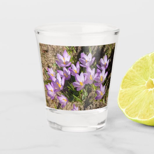 Verre A Shot Crocus de printemps mignons (Devant)