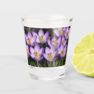 Verre A Shot Crocus violets ensoleillés