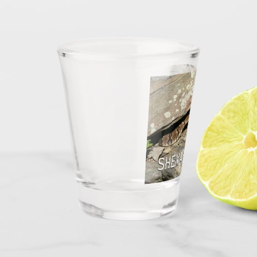 Verre A Shot Crotale dans le parc national de Shenandoah (Gauche)