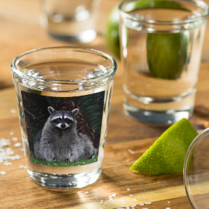 Verre A Shot Cute Forest Raccoon Photo Faune