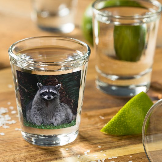 Verre A Shot Cute Forest Raccoon Photo Faune