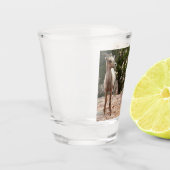 Verre A Shot Drôle Mouton de Bighorn dans le parc national Zion (Gauche)