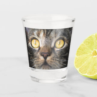 Verre A Shot Gros plan de chat avec Yellow Eyes